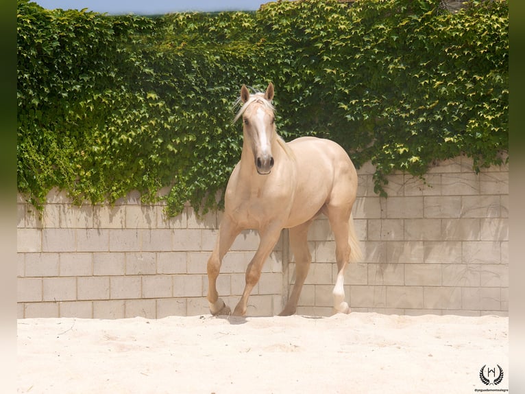 Spanish Sporthorse Gelding 3 years 16,2 hh Palomino in Navalperal De Pinares