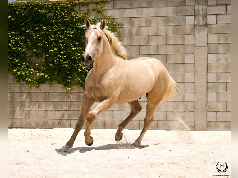 Spanish Sporthorse Gelding 3 years 16,2 hh Palomino in Navalperal De Pinares