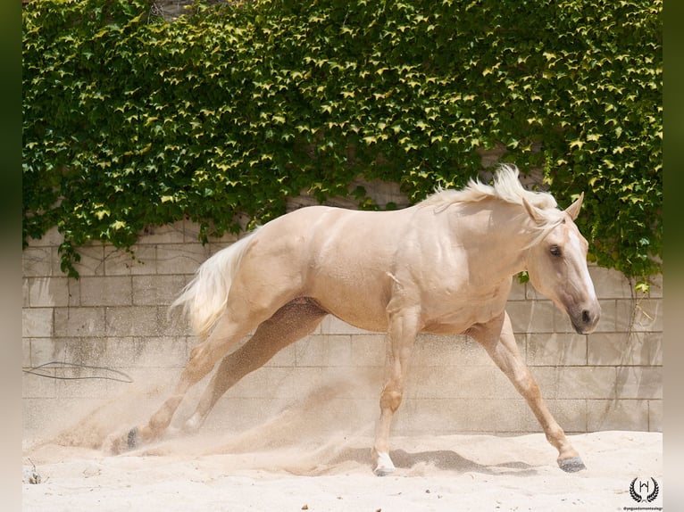 Spanish Sporthorse Gelding 3 years 16,2 hh Palomino in Navalperal De Pinares