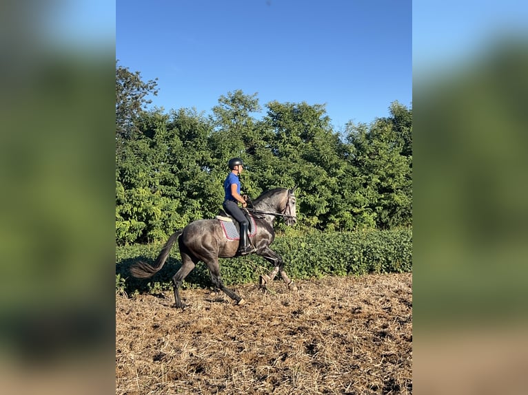 Spanish Sporthorse Gelding 3 years 16,3 hh Grey in Luisago