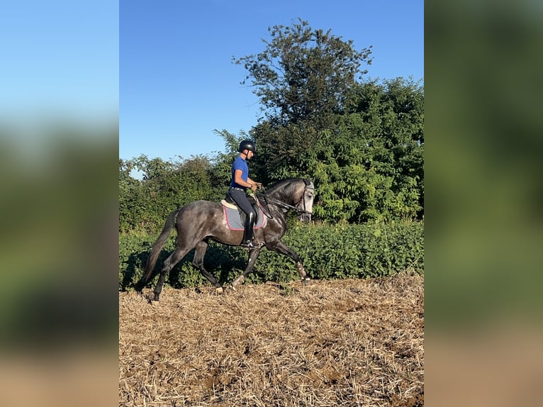 Spanish Sporthorse Gelding 3 years 16,3 hh Grey in Luisago