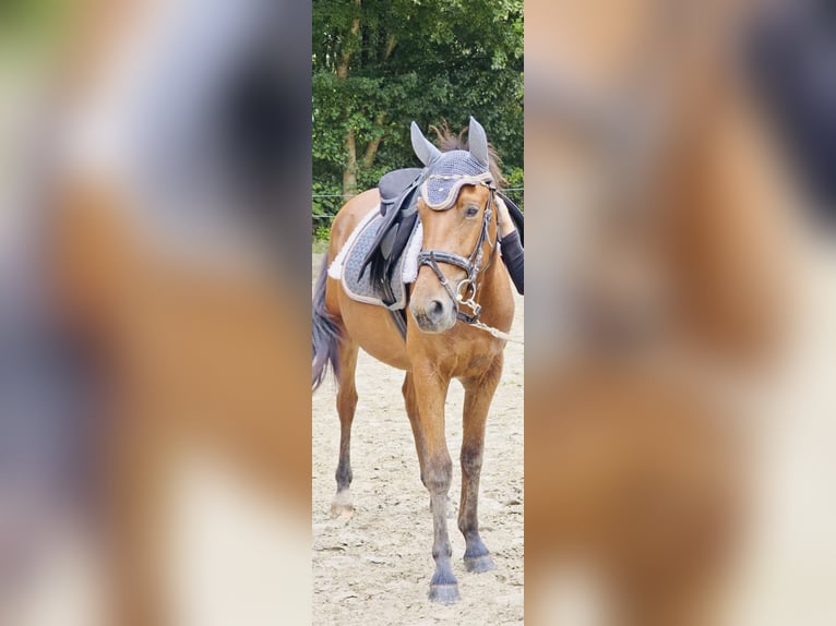 Spanish Sporthorse Gelding 4 years 15.1 hh Brown in DortmundDortmund