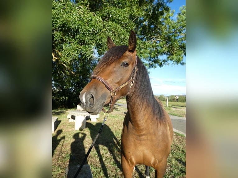Spanish Sporthorse Gelding 4 years 15.1 hh Brown in Gendrey