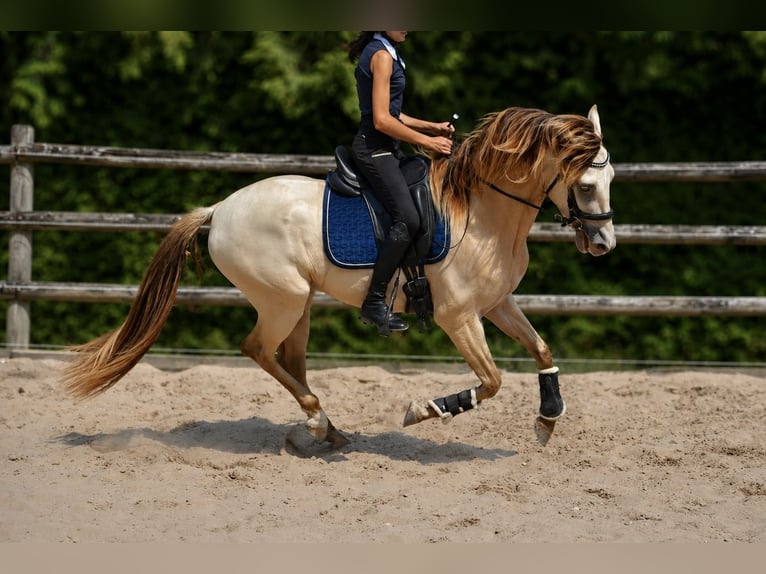 Spanish Sporthorse Mix Gelding 4 years 15.1 hh Champagne in Saint quirin