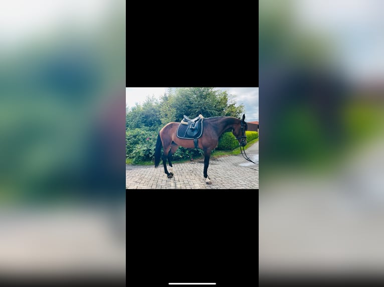 Spanish Sporthorse Gelding 4 years 15,2 hh Brown in Hildesheim