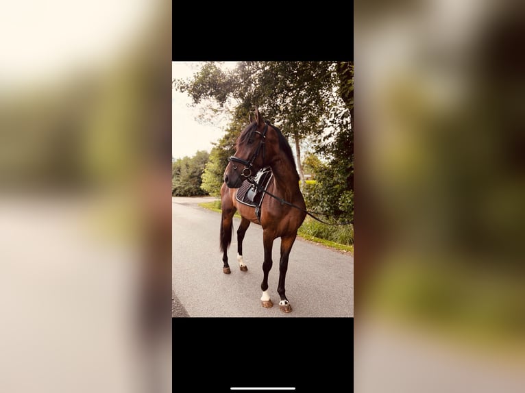 Spanish Sporthorse Gelding 4 years 15,2 hh Brown in Hildesheim