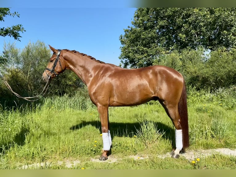 Spanish Sporthorse Gelding 4 years 15,2 hh Chestnut-Red in Silleda (Casco Urbano)