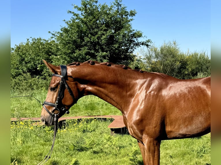 Spanish Sporthorse Gelding 4 years 15,2 hh Chestnut-Red in Silleda (Casco Urbano)