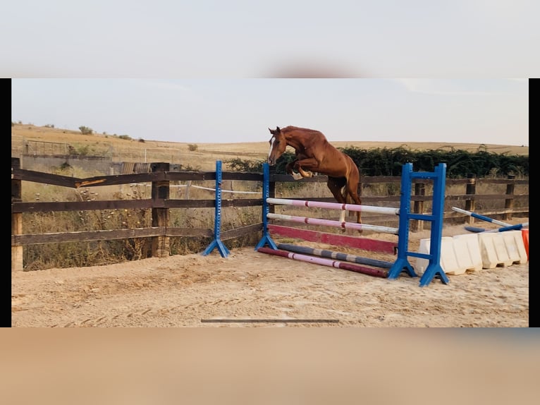 Spanish Sporthorse Mix Gelding 4 years 15,2 hh Chestnut-Red in Salamanca