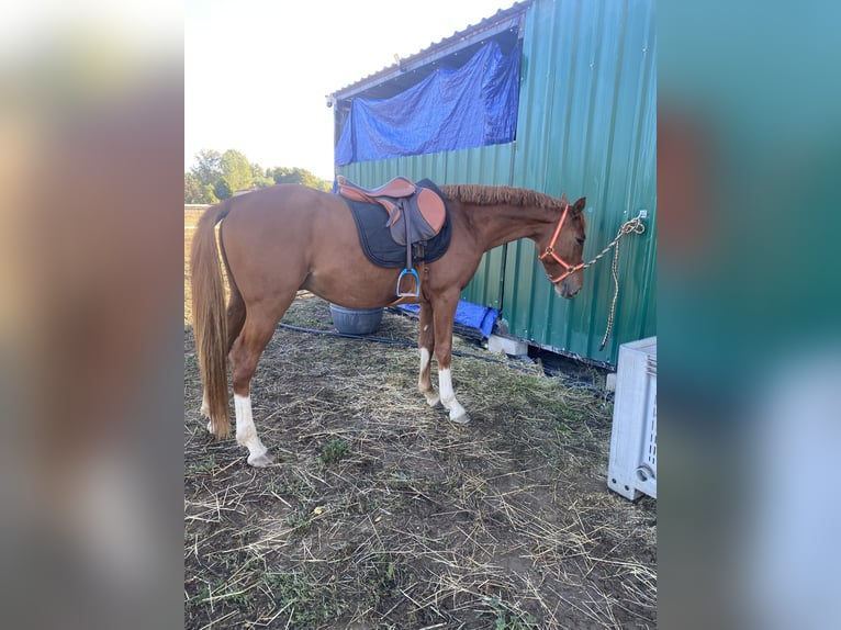 Spanish Sporthorse Mix Gelding 4 years 15,2 hh Chestnut-Red in Salamanca