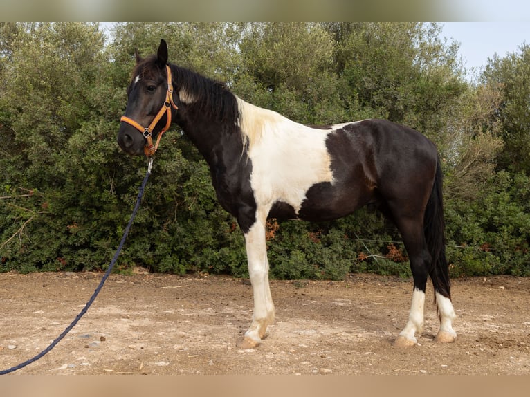 Spanish Sporthorse Gelding 4 years 15.2 hh Tovero-all-colors in Algaida