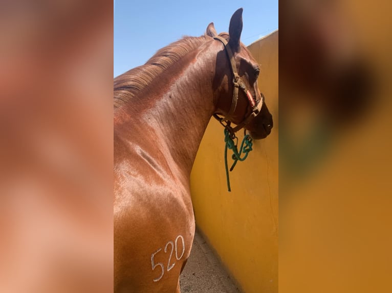 Spanish Sporthorse Gelding 4 years 15,3 hh Chestnut-Red in Sanlucar La Mayor