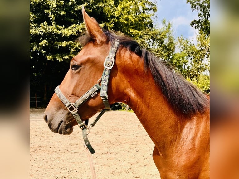 Spanish Sporthorse Gelding 4 years 15,1 hh Brown in DortmundDortmund