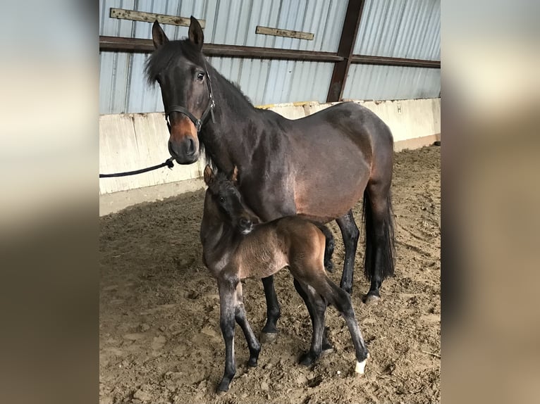 Spanish Sporthorse Gelding 4 years 15,2 hh Bay-Dark in Süderlügum