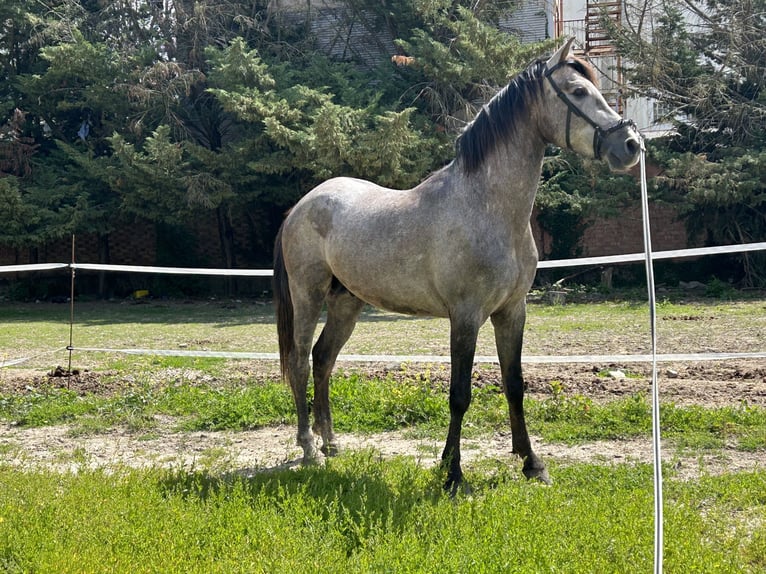 Spanish Sporthorse Gelding 4 years 15,2 hh Black in Pamplona/Iruña