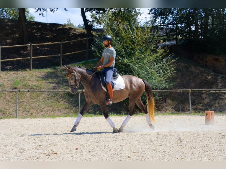 Spanish Sporthorse Gelding 4 years 15,2 hh Grey in El Moli