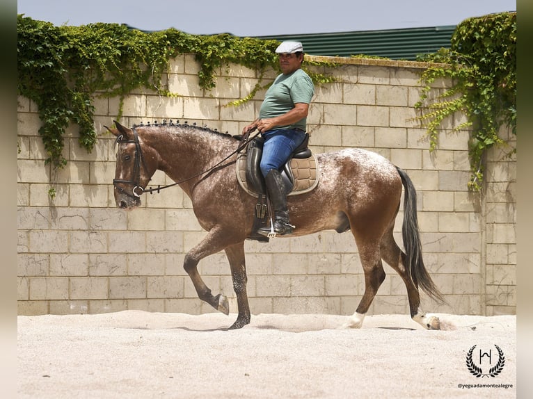 Spanish Sporthorse Gelding 4 years 16,2 hh Leopard-Piebald in Navalperal De Pinares