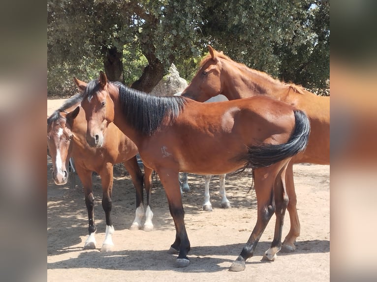 Spanish Sporthorse Gelding 4 years 16 hh Bay-Dark in Valdemorillo