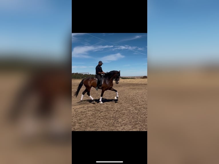 Spanish Sporthorse Gelding 4 years 16 hh Brown in Toledo