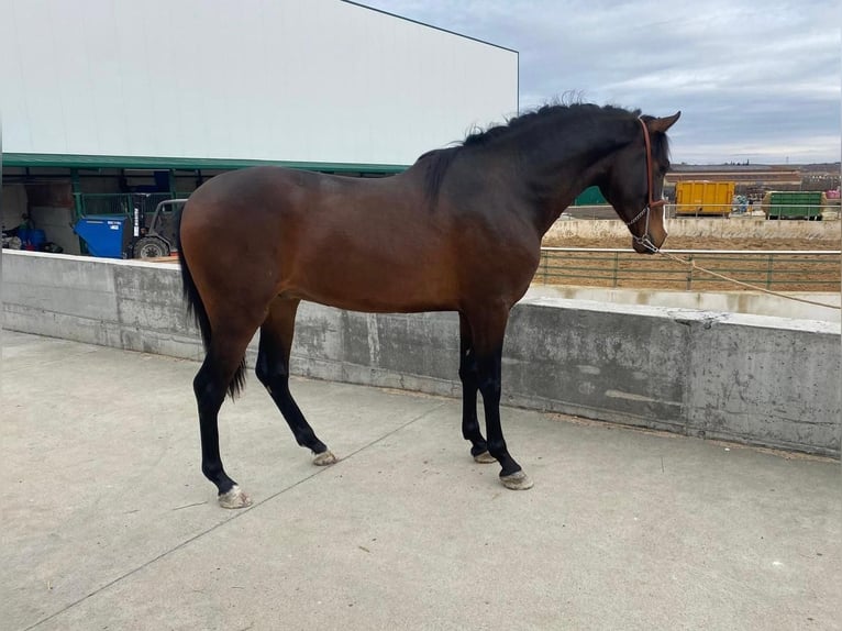 Spanish Sporthorse Gelding 4 years 16 hh Brown in Toledo
