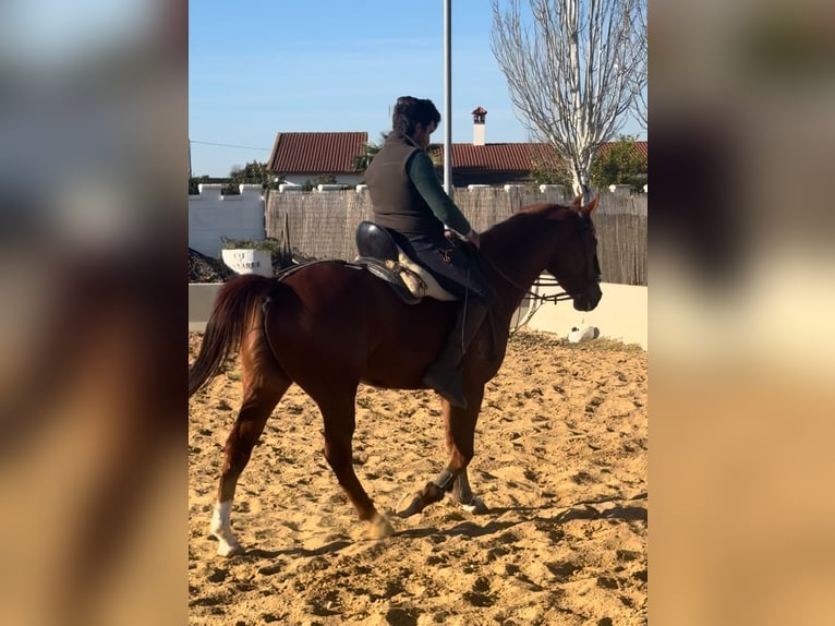 Spanish Sporthorse Gelding 4 years 16 hh Chestnut-Red in El Rocio