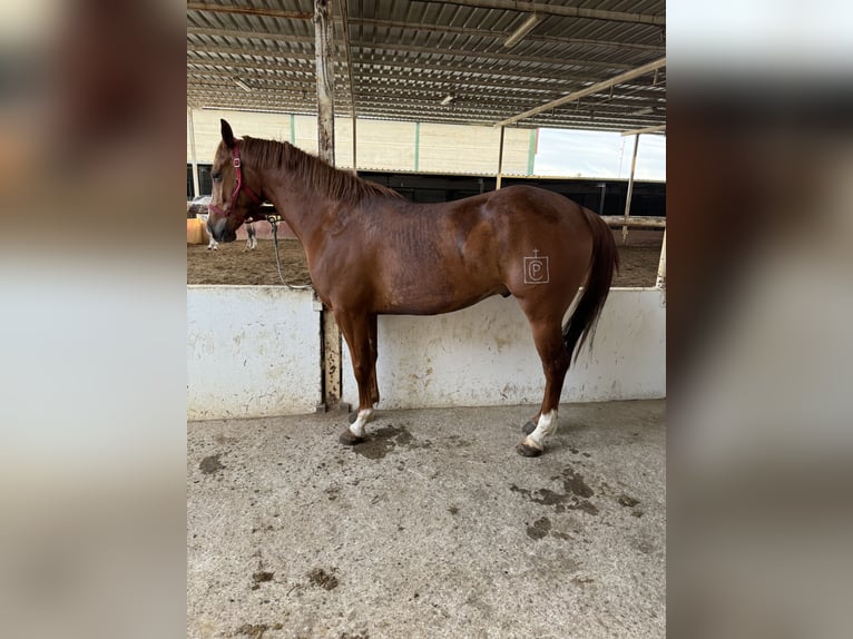 Spanish Sporthorse Gelding 4 years 16 hh Chestnut-Red in El Rocio