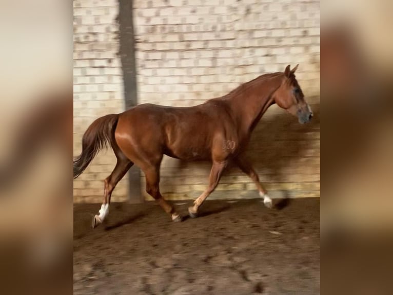 Spanish Sporthorse Gelding 4 years 16 hh Chestnut-Red in El Rocio