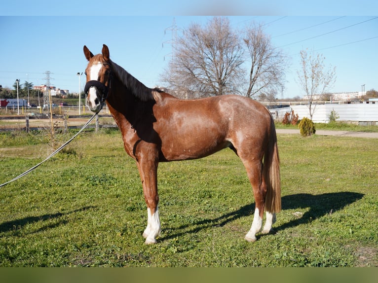 Spanish Sporthorse Gelding 4 years 16 hh Chestnut-Red in Alcorc&#xF3;n