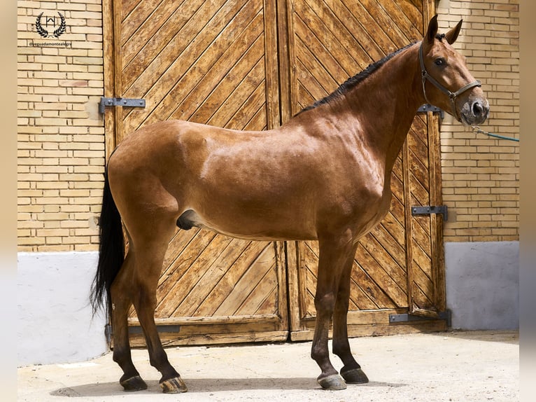 Spanish Sporthorse Gelding 4 years 17 hh in Navalperal De Pinares