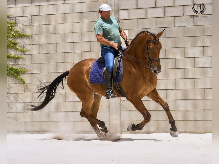 Spanish Sporthorse Gelding 4 years 17 hh in Navalperal De Pinares