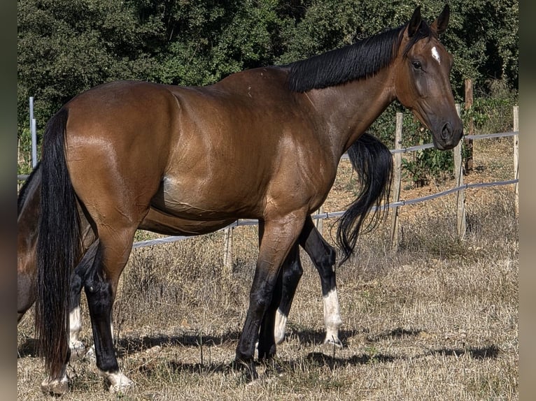 Spanish Sporthorse Gelding 4 years 17,1 hh Brown in Vimbodi Spanish Sporthorse Gelding 4 years 17,1 hh Brown in Vimbodi