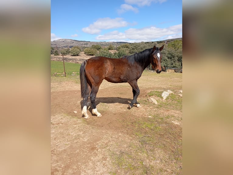 Spanish Sporthorse Gelding 4 years Bay-Dark in Avila