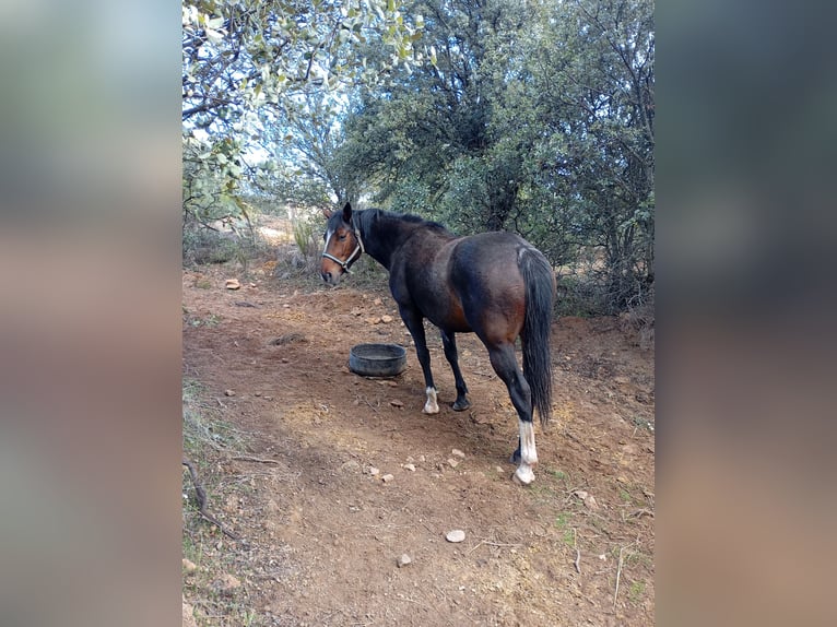 Spanish Sporthorse Gelding 4 years Bay-Dark in Avila