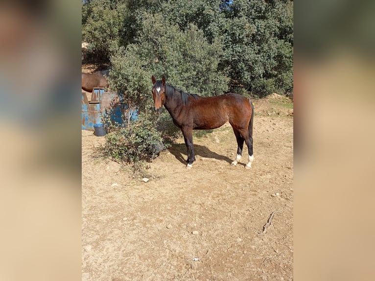 Spanish Sporthorse Gelding 4 years Bay-Dark in Avila