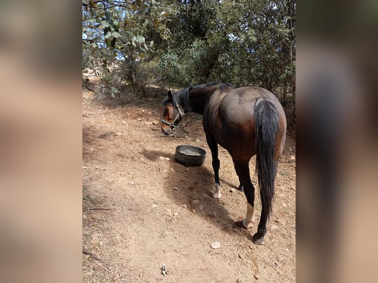 Spanish Sporthorse Gelding 4 years Bay-Dark in Avila
