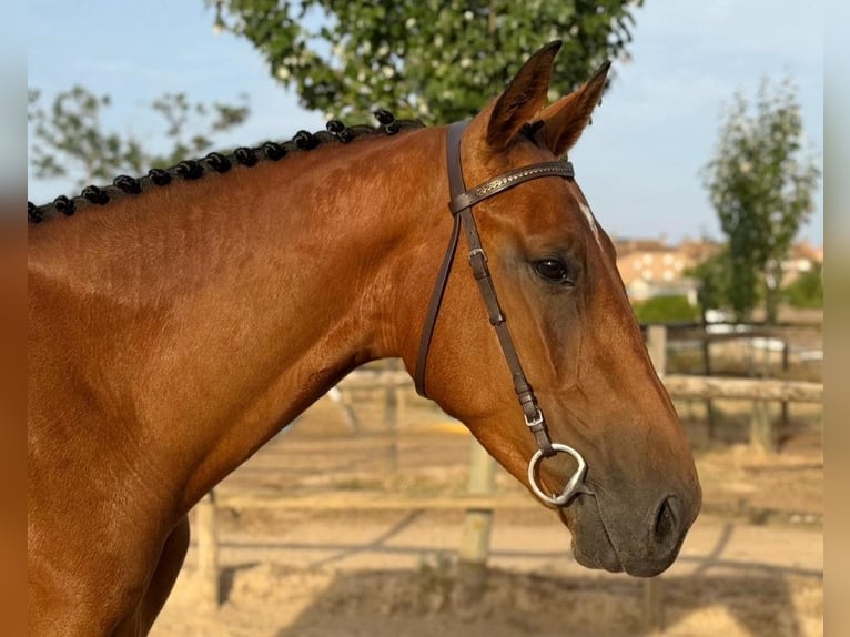 Spanish Sporthorse Gelding 4 years Brown in Madrid