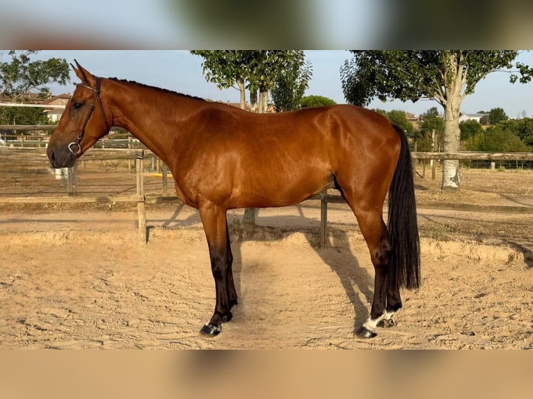 Spanish Sporthorse Gelding 4 years Brown in Madrid