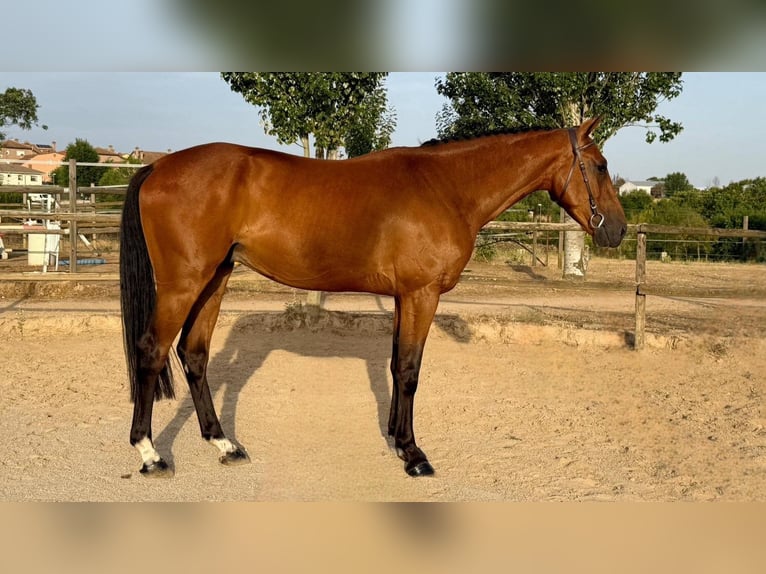 Spanish Sporthorse Gelding 4 years Brown in Madrid