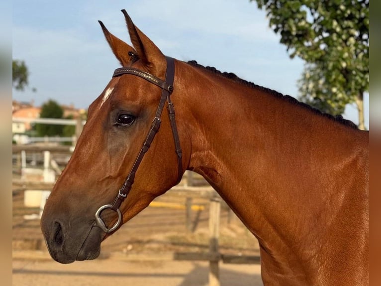 Spanish Sporthorse Gelding 4 years Brown in Madrid
