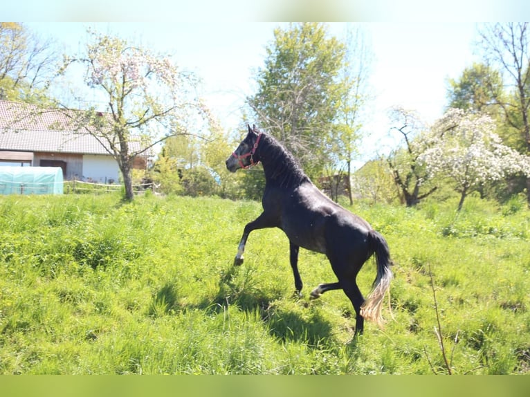 Spanish Sporthorse Gelding 4 years Grey in Bad Waldsee