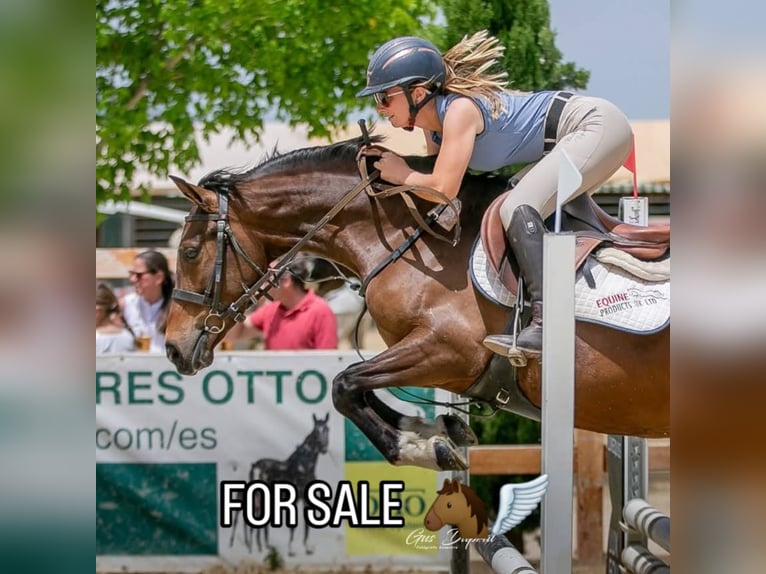 Spanish Sporthorse Mix Gelding 5 years 14,2 hh Bay in Malaga
