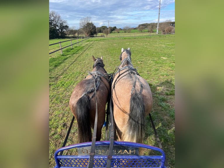 Spanish Sporthorse Gelding 5 years 15.2 hh Grey in El Moli