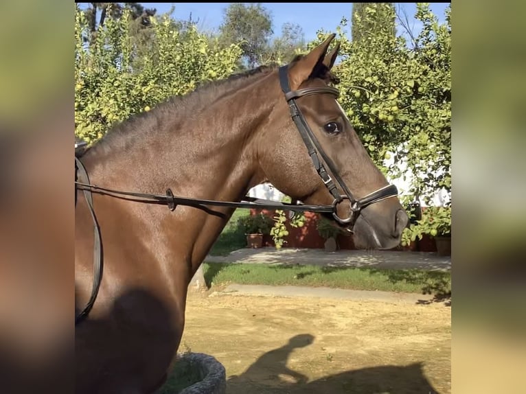 Spanish Sporthorse Mix Gelding 5 years 15 hh Chestnut in Vejer