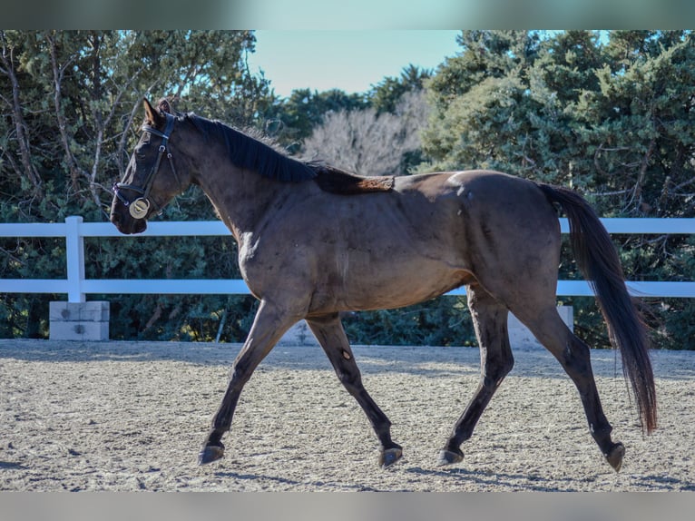 Spanish Sporthorse Gelding 5 years 16,1 hh Black in El Molar