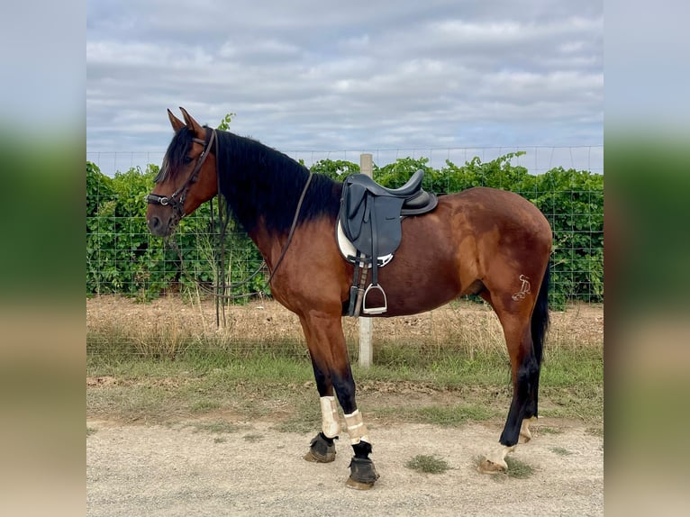 Spanish Sporthorse Gelding 5 years 16,1 hh Brown in Neuburg an der Donau