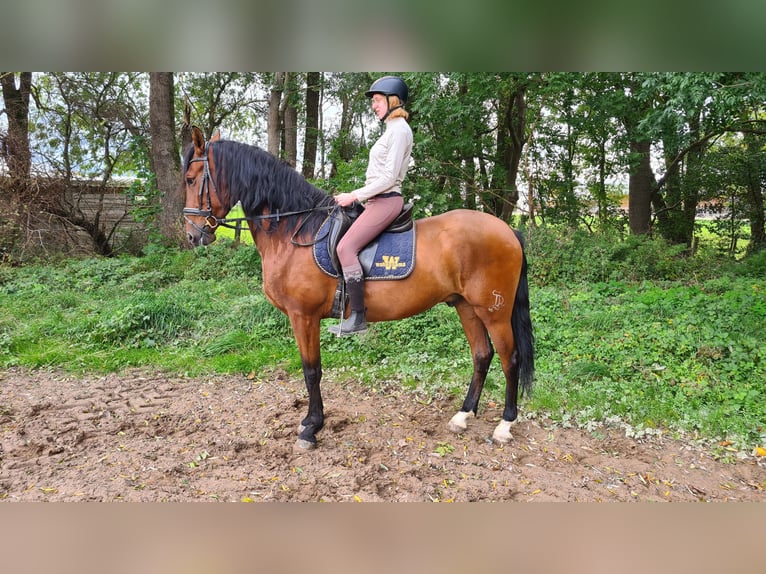 Spanish Sporthorse Gelding 5 years 16,1 hh Brown in Neuburg an der Donau