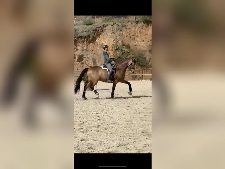 Spanish Sporthorse Gelding 5 years 16,1 hh Dun in Cuellar