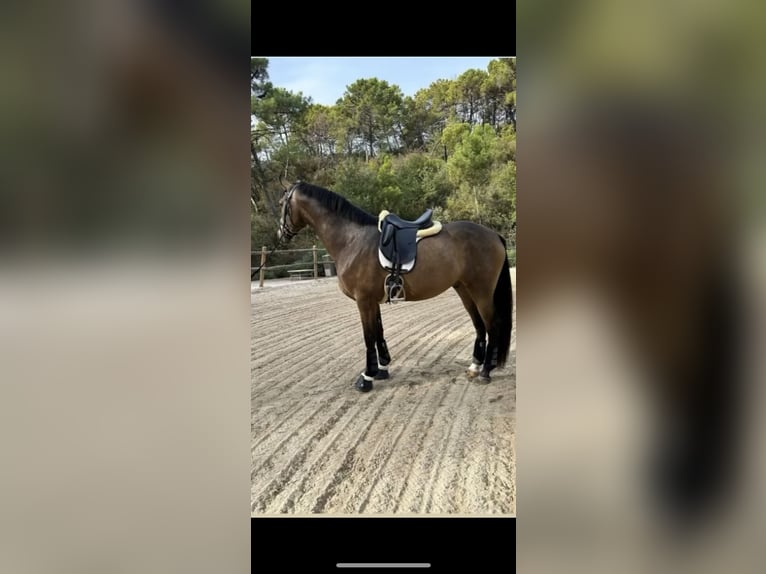 Spanish Sporthorse Gelding 5 years 16,1 hh Dun in Cuellar