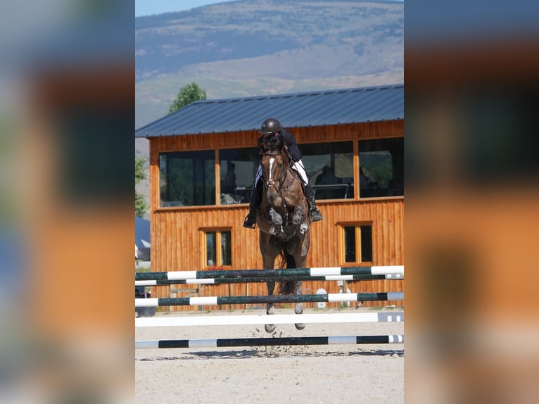 Spanish Sporthorse Gelding 5 years 16,3 hh Bay-Dark in Castellon De La Plana/Castello De La Pla