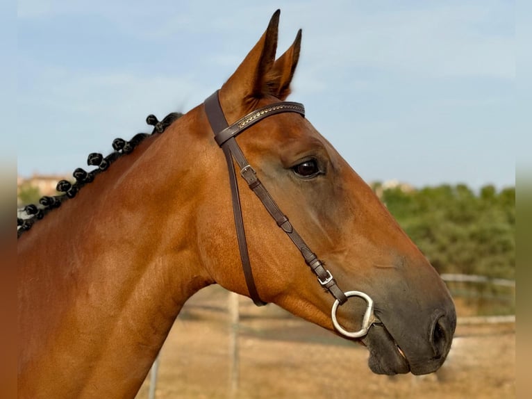 Spanish Sporthorse Gelding 5 years 16 hh Brown in Madrid